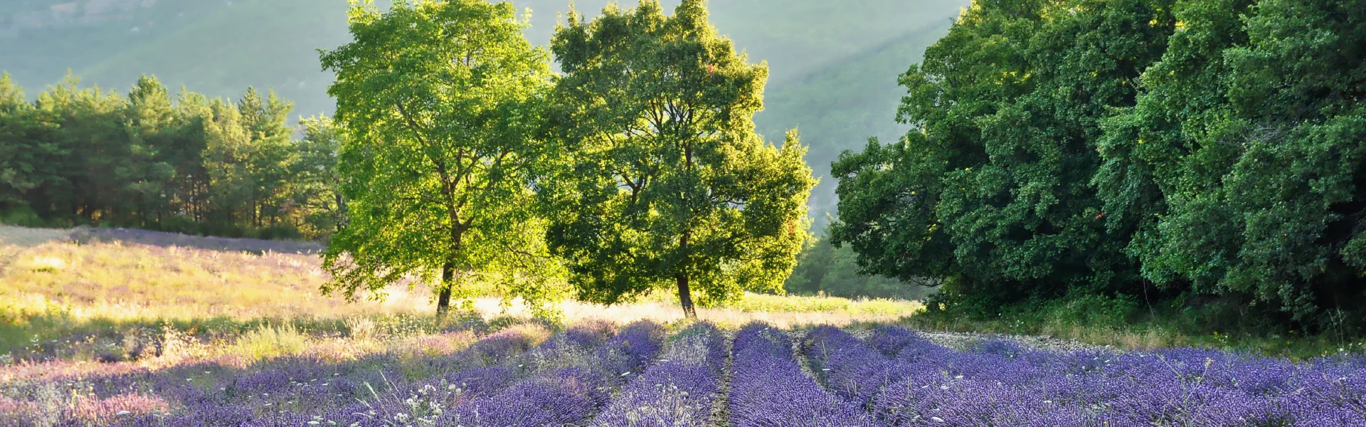 RethinkIB header image